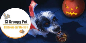 13 Creepy Pet Stories on Halloween Night Will Thrill You | PAWZ Road
