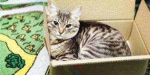 3 Reasons Tell You Why Cats Love Boxes | PAWZ Road