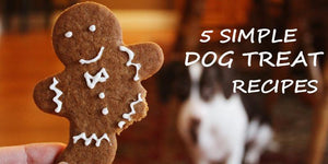 5 Simple Yummy Dog Treat Recipes | PAWZ Road