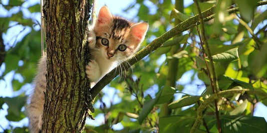 9 Methods To Get Perfect Cat Scratching Tree | PAWZ Road