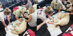 A Warm Heart Scene at Florida Airport | PAWZ Road