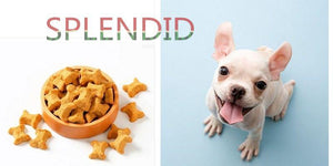 Best Dog Food: Refuse To Be Lost In Huge Fog | PAWZ Road