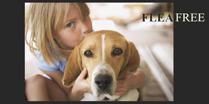Create a Flea-Free Home For Your Beloved Puppy | PAWZ Road