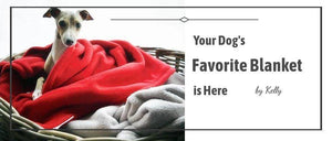 Does Your Dog Has a Favorite Blanket | PAWZ Road