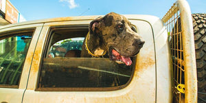 Dog Locked In Hot Car Honk For Help... | PAWZ Road