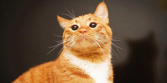Don't Turn On The Warmer In Winter - It Will “Give Birth To” Cats | PAWZ Road
