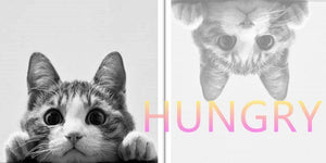 How To Choose A Right Cat Food For Your Kitty | PAWZ Road