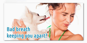 How to Ease Bad Breath in Dog | PAWZ Road