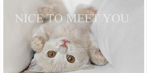 How To Feed A Newborn Kitten | PAWZ Road