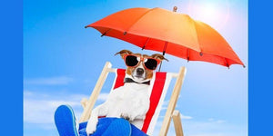 How To Prevent Your Dogs From Heat Stroke? | PAWZ Road