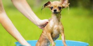 How to Take a Bath Properly for Your Puppy | PAWZ Road