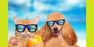 How To Treat Heat Stroke For Your Dogs？ | PAWZ Road