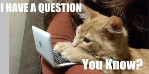 If Pets Are On Quora, Dare You To Answer The Below? | PAWZ Road