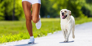 Is Dog-accompanied Exercise the Next Fitness Boom? | PAWZ Road
