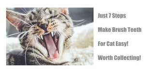 Just 7 Steps Make Brush Teeth For Cat Easy! | PAWZ Road