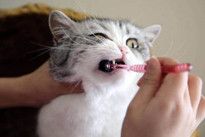 Why Do Cats Shake Their Heads When Playing With Toys: Surprising Reasons Revealed