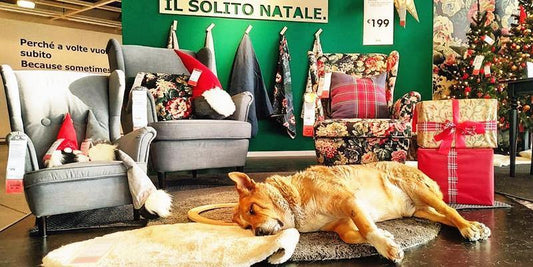 Thanks To Nice IKEA For Good Deed Of Stray Dogs Protection | PAWZ Road