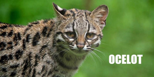 The Rarest Beautiful Cat In The World, Be Endangered ! | PAWZ Road