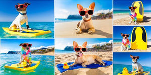 The World's 7 Most Dog-friendly Cities | PAWZ Road