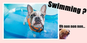 Tips Help Your Dog Love the Water | PAWZ Road