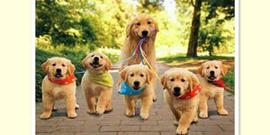 What Should You Do When Your Dog Litters --- PAWZ Road | PAWZ Road