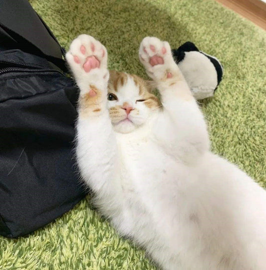 Where Are The Sweat Glands Of The Cat? | PAWZ Road