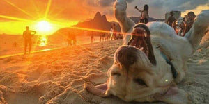 Whether Dogs Can Resonate With Music? | PAWZ Road