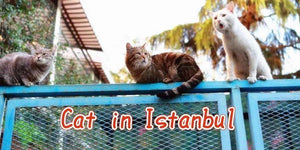 Why Does This City Ruled By Stray Cats | PAWZ Road