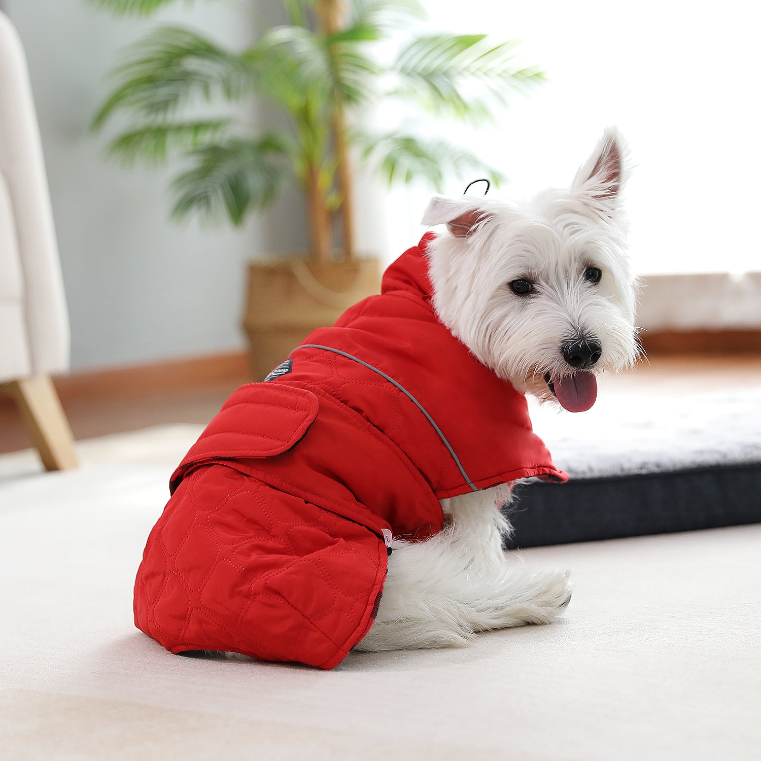 Generic Pawlook Dog Raincoat With Chest Leash And Collar Reusable  Waterproof Pet Coat For Small Dogs Medium Dogs Large Dogs Green X Small